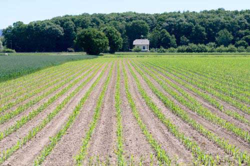 农业种植知识如何给庄稼选择邻居