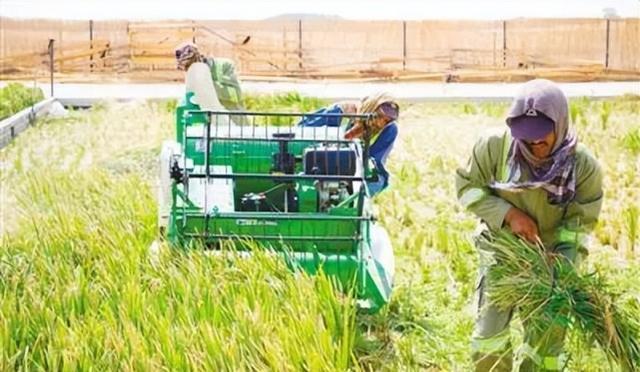 贫瘠且面临粮荒的中东国家,在中国农业种植技术和治沙技术的结合之