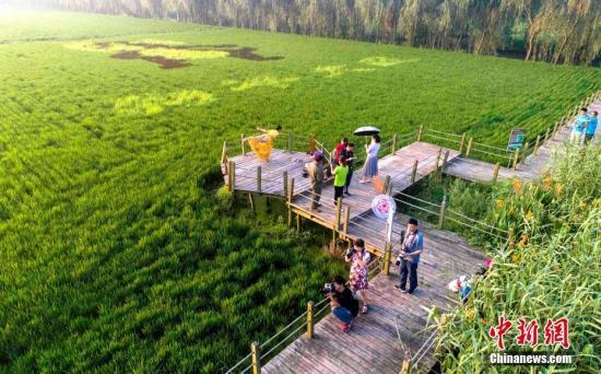 8月5日,江苏泰州农业开发区秋雪湖生态景区种植的"多彩稻田画"迎来了
