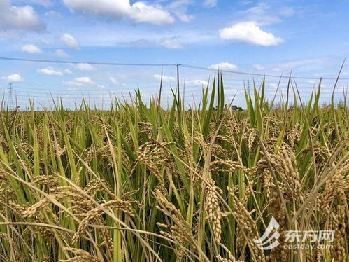 近百种优质农产品齐亮相 青浦区举办 中国农民丰收节 活动