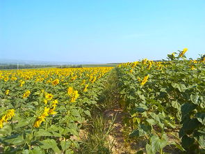 农牧业局引进种植向日葵新品种助农增收