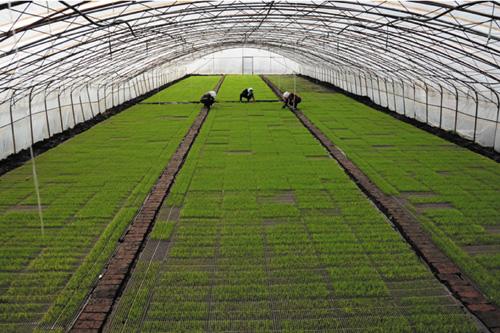 河南省工商局批准成立的农业高新技术企业,专门从事农业种植技术开发