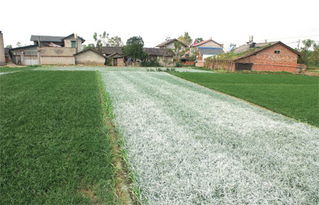 调查 中药材麦冬主产地滥用植物激素 严重危害土壤